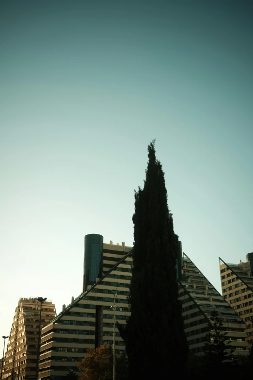 a group of buildings near a park and a tall tree