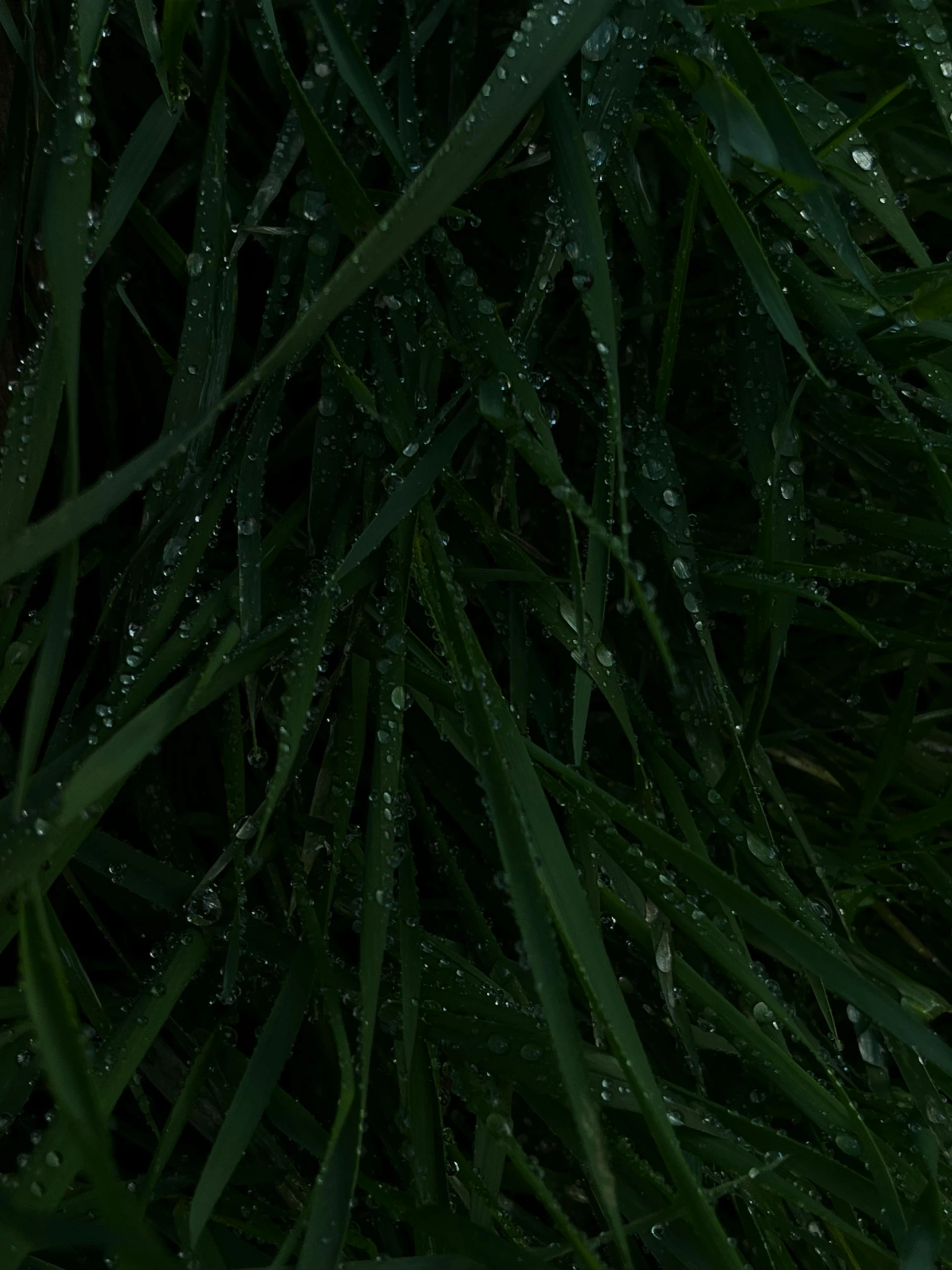 raindrops on a leafy grass plant in the night