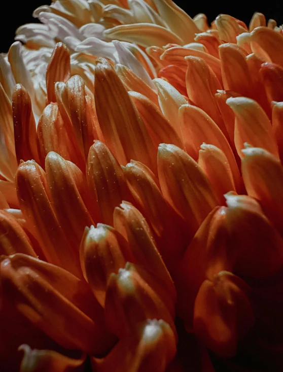 an orange flower bud with water droplets that resemble an iris