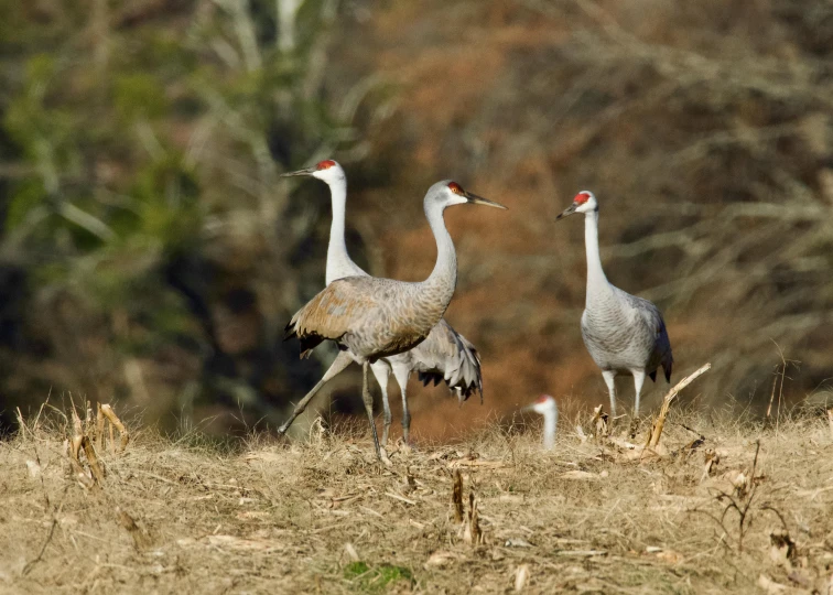 three large birds walking in the dirt by a tree