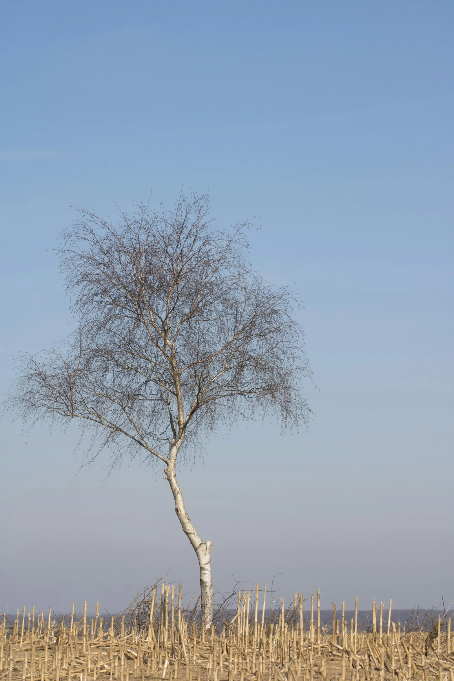 a small tree with lots of leaves in the middle of a cornfield