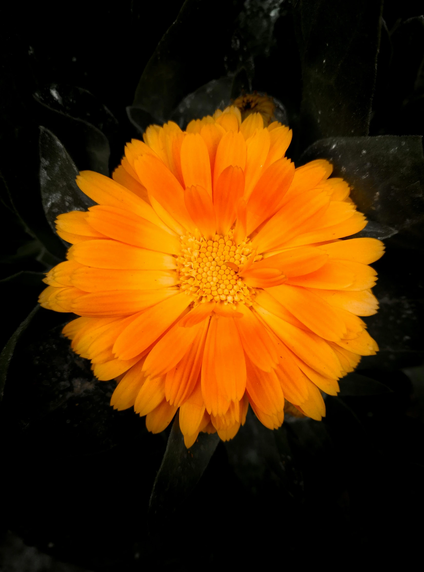 a close up of an orange flower on a black background