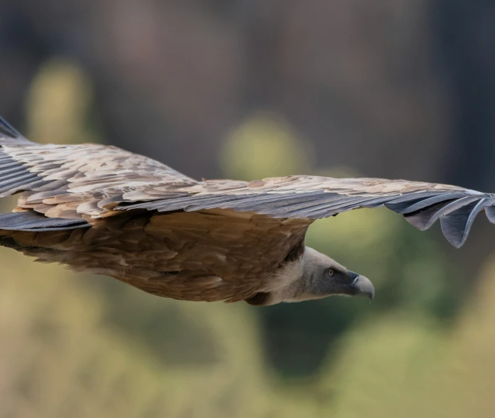 a hawk is in flight with its wings extended