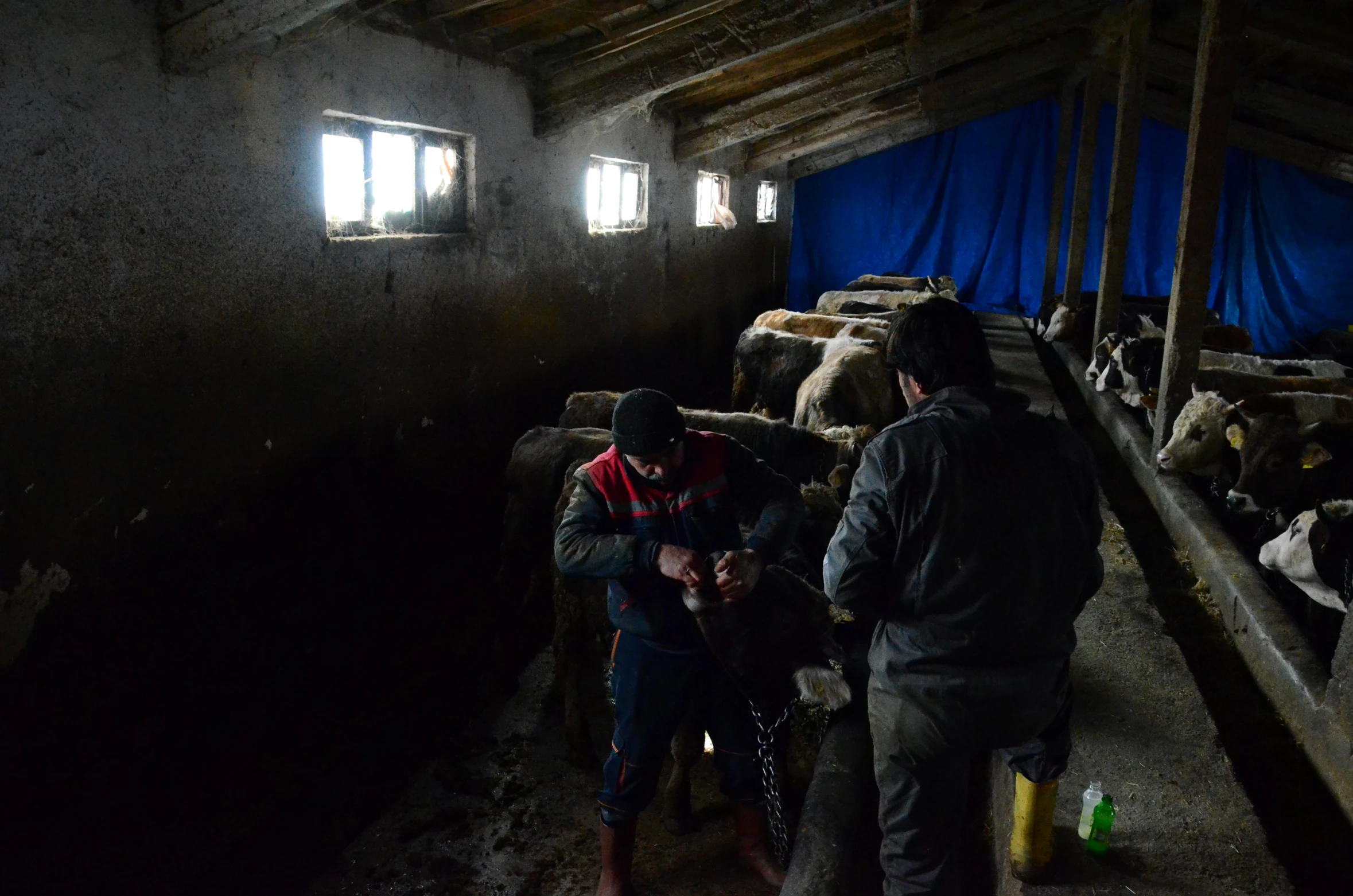 a group of men in a wooden barn area with a sheep