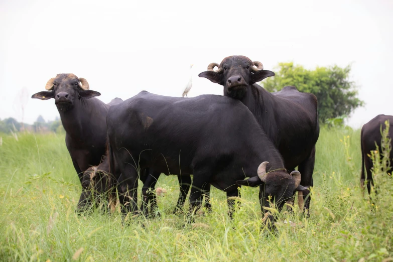 a herd of cows are standing in the grass