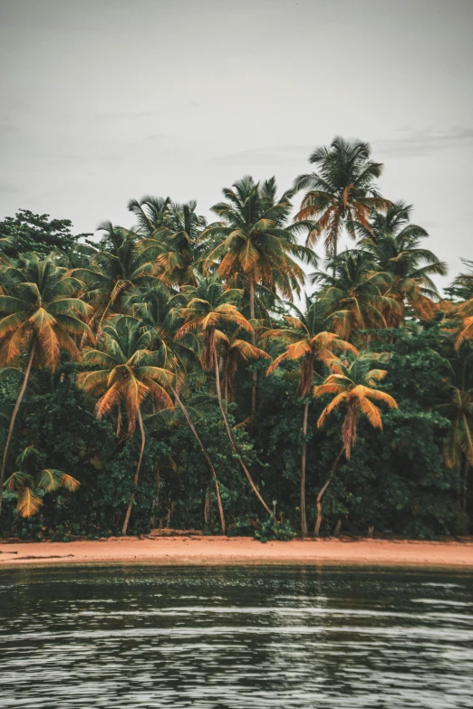 a sandy beach next to some palm trees