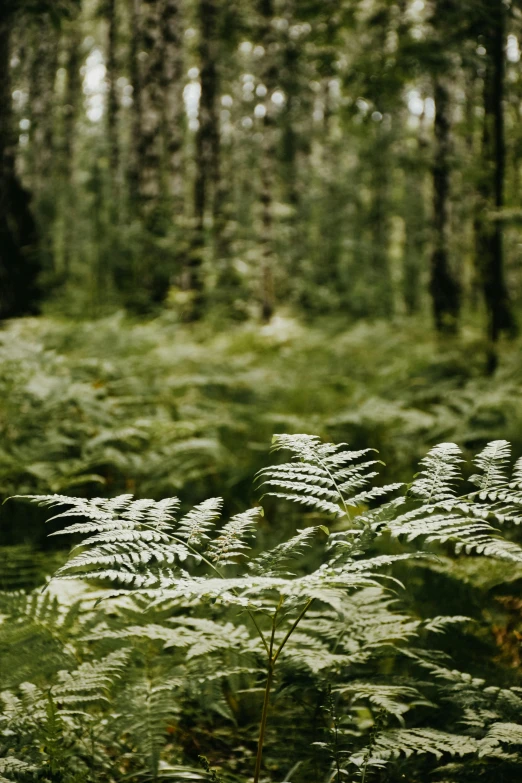 plants and trees in the forest with some blurry images