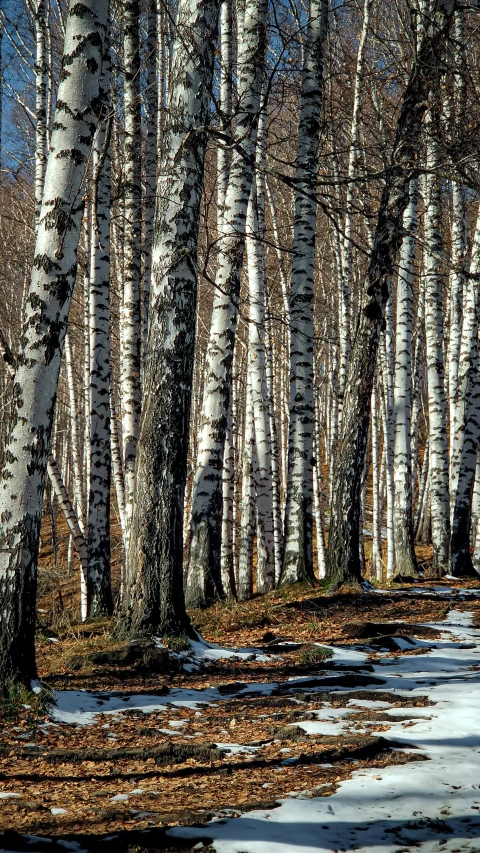 the road passes through a birch forest on one side of a path