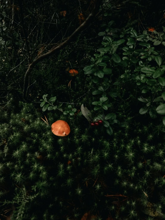 an orange with a piece missing lies next to a shrub