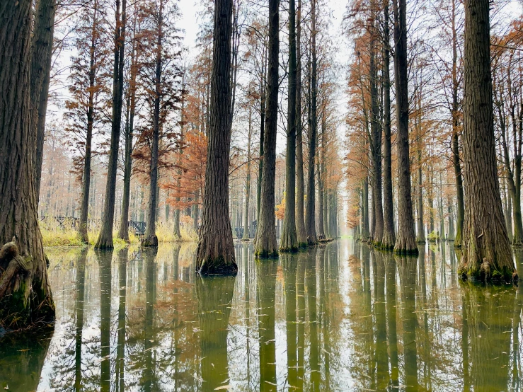 a swamp filled with trees and water under a cloudy sky