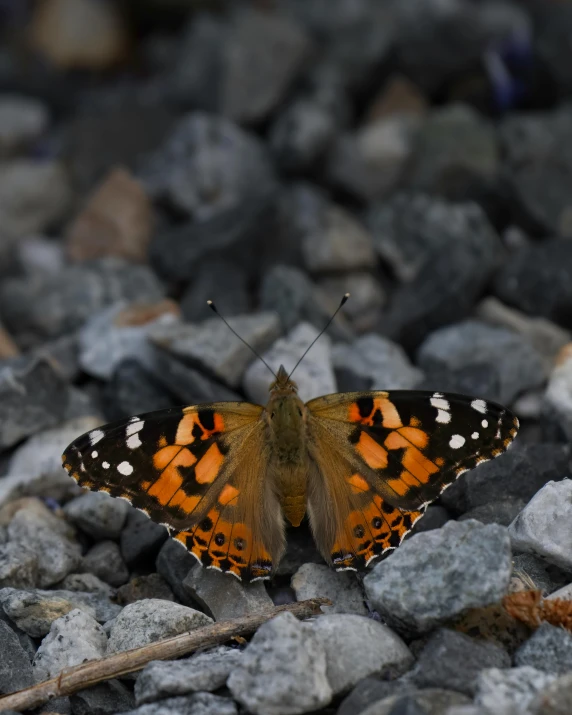 a large orange and brown erfly on a rocky ground