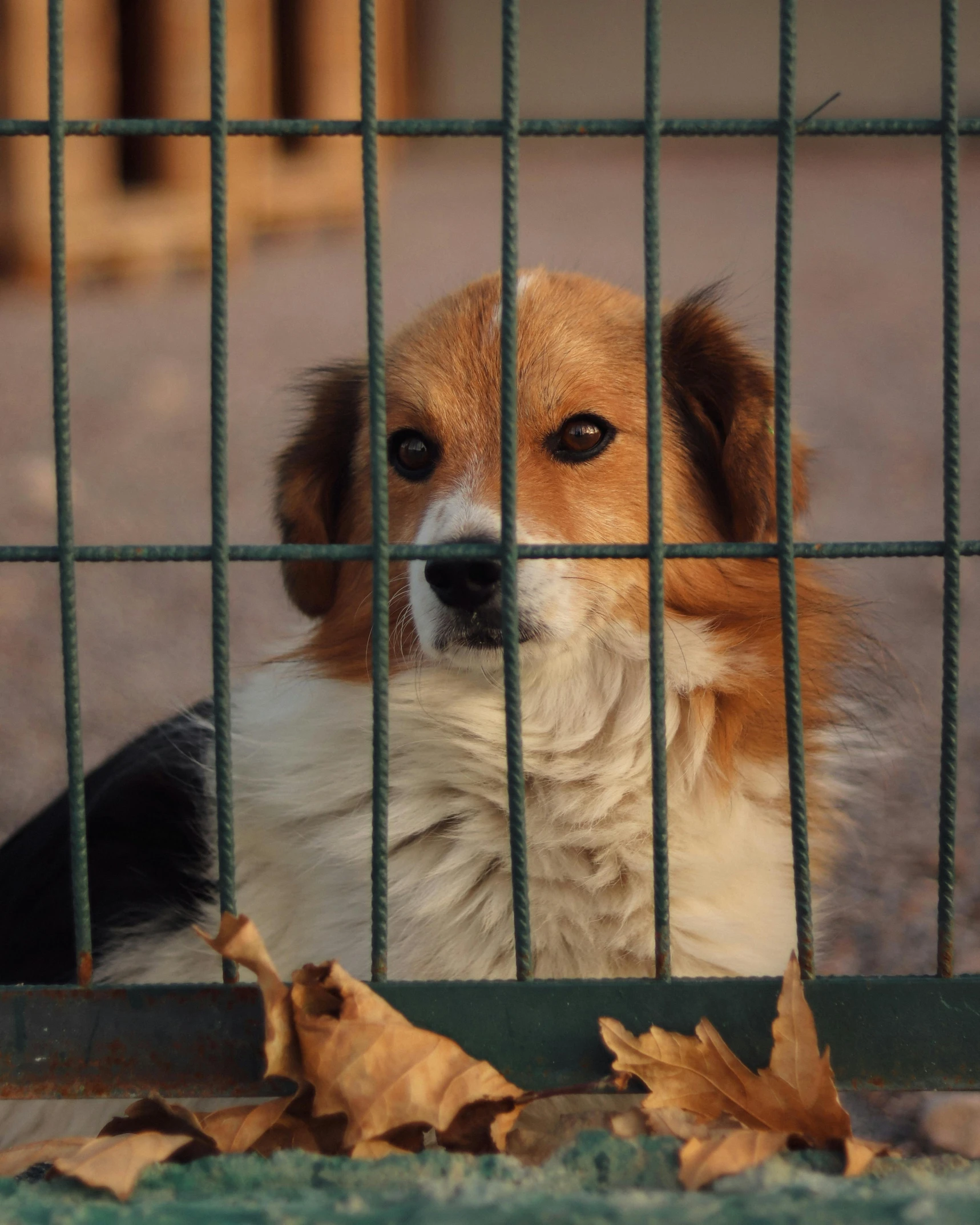 a small brown and white dog behind a metal fence