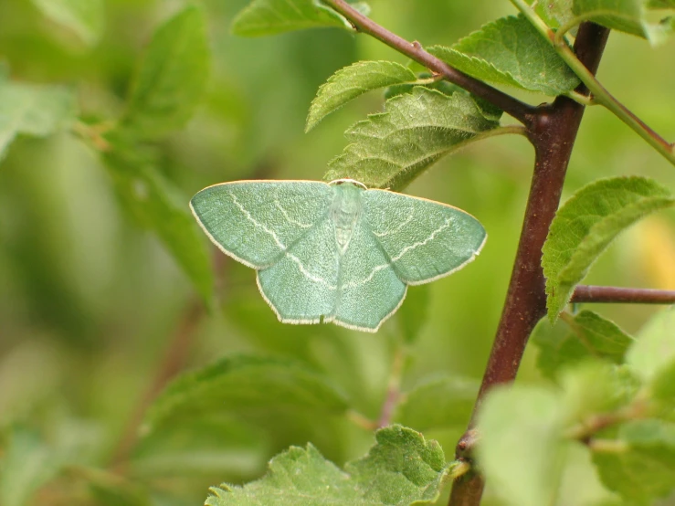 a green erfly sitting on top of leaves