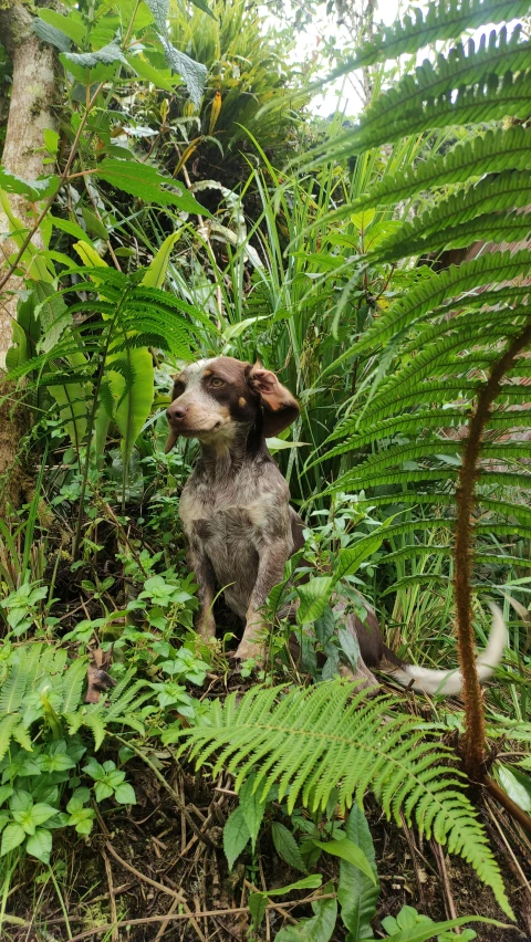 a dog sits in the tall weeds of some plants