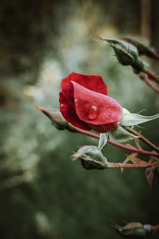 red rose budding on tree in a forest