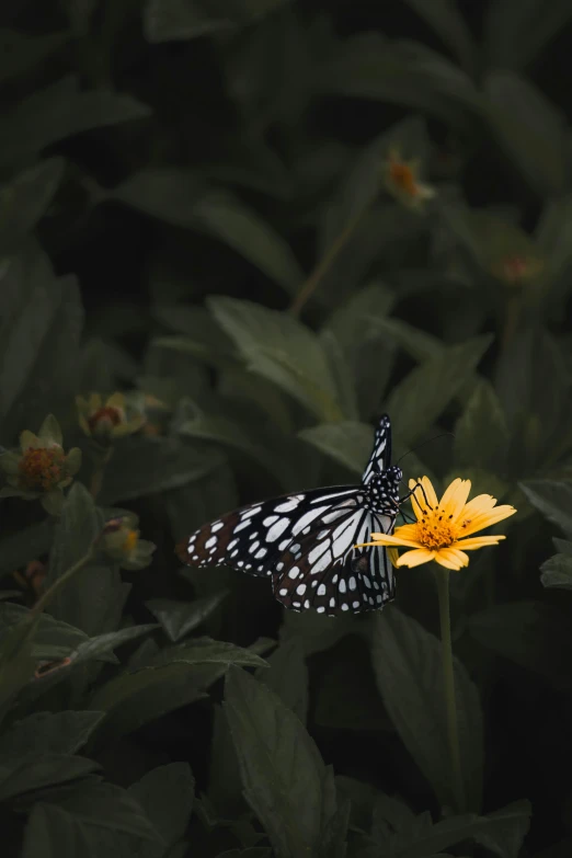 a white and black erfly sitting on a yellow flower