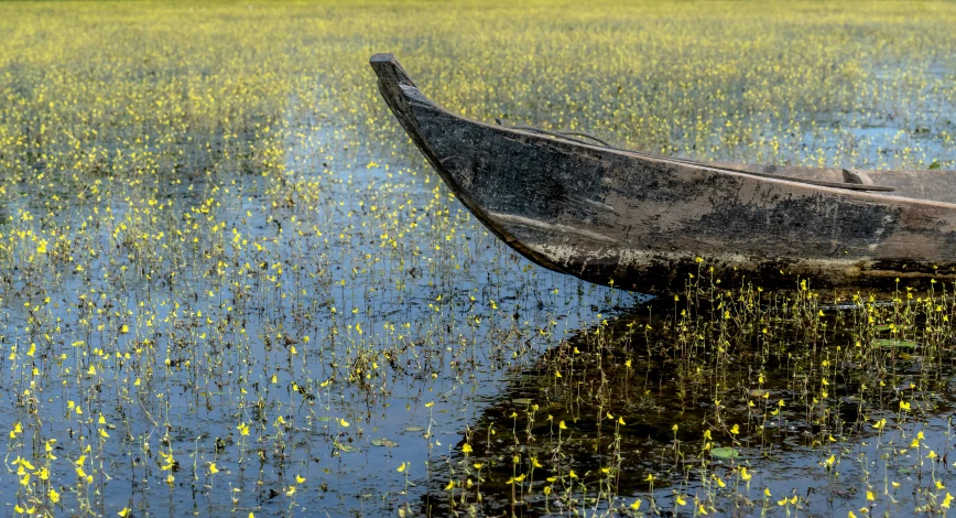 a small boat in a body of water covered with weeds