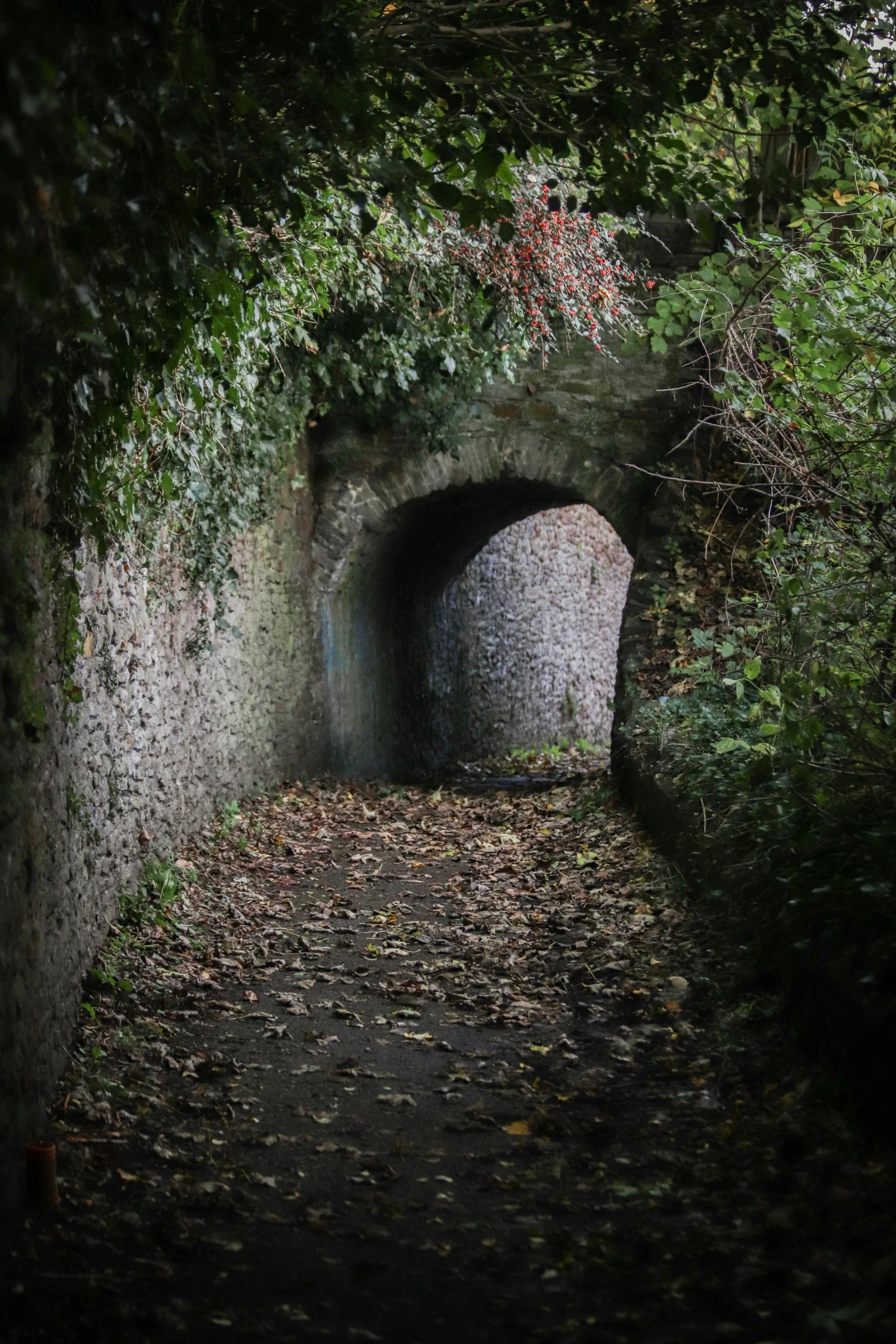 a dark tunnel is shown through some trees