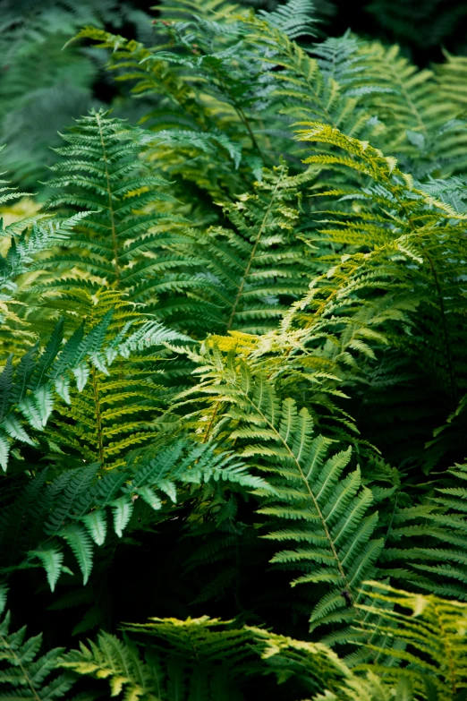 a closeup of leaves in a garden