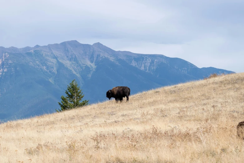 an animal that is walking along a hill