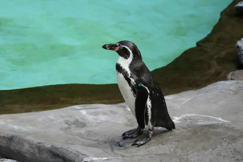 a black and white penguin sitting on a rock