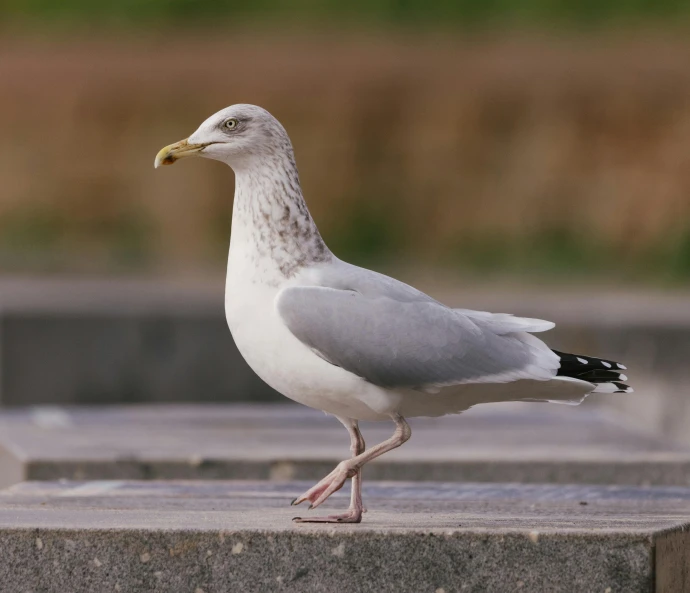 a bird is standing on cement blocks and looking around