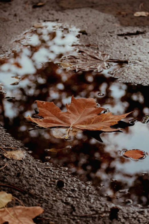 a leaf is on a surface in the water