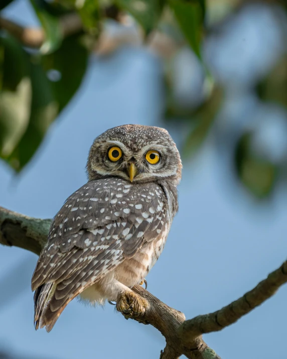 the owl is perched on the nch in front of leaves