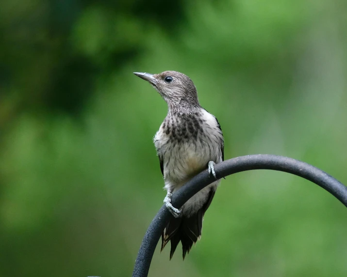 a bird perched on a black iron wire outside