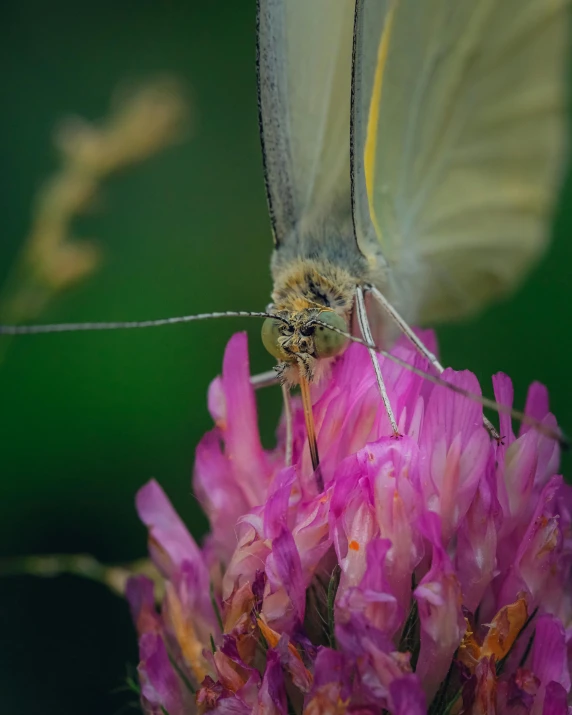 a close up of a very pretty erfly on a flower