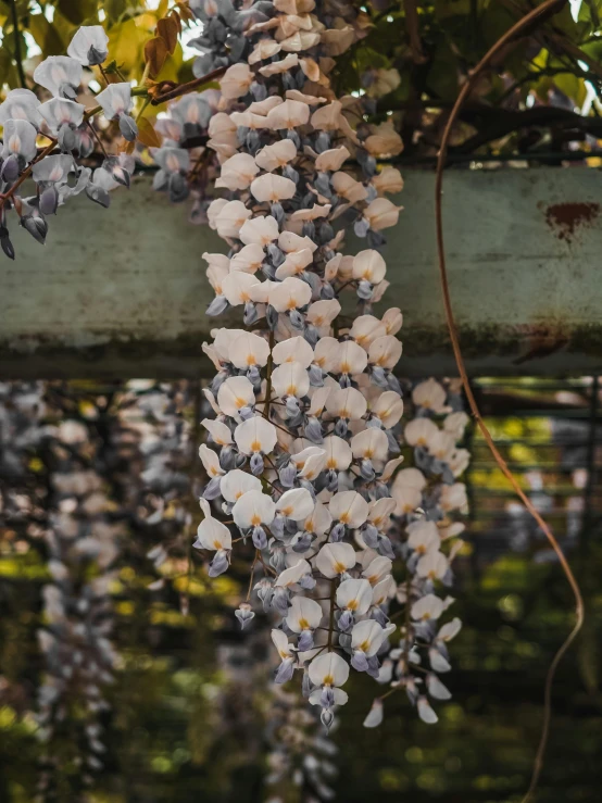 flowers grow from the top of some nches