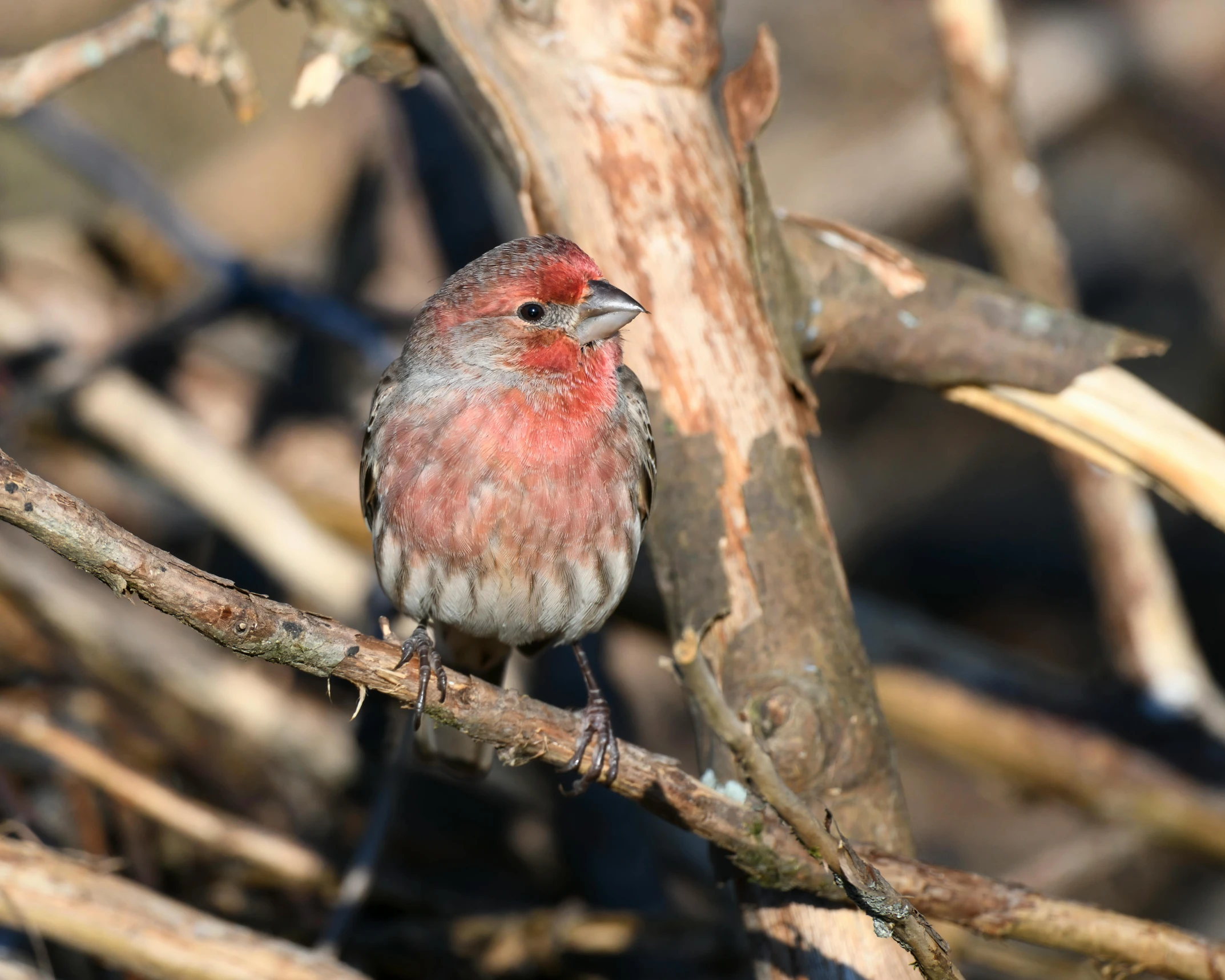 a small bird on a nch of some kind of tree