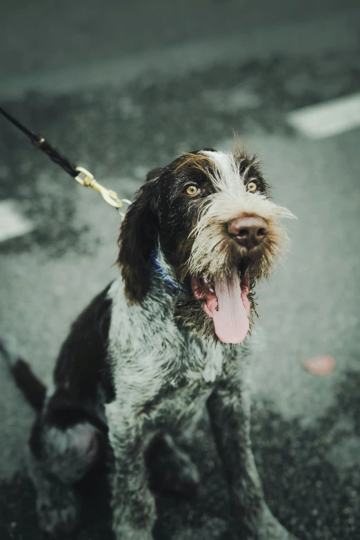 a wet dog on a leash in the rain