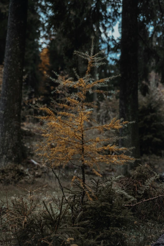 the small yellow tree is in the middle of the woods