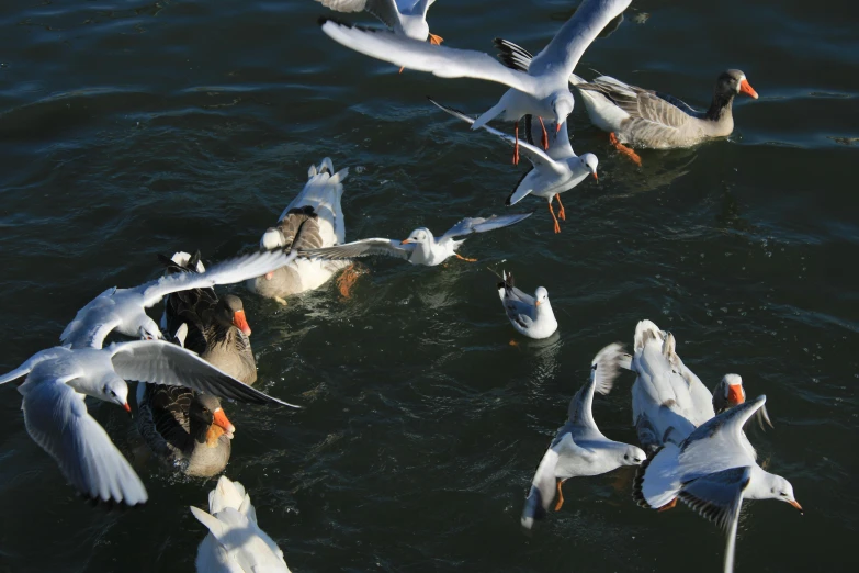 several seagulls gather and swim in the water