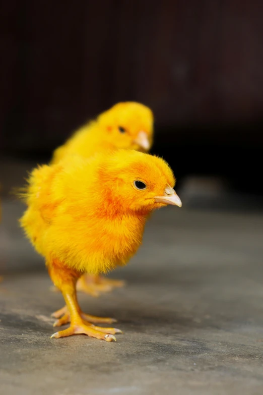 these little chicks are standing side by side