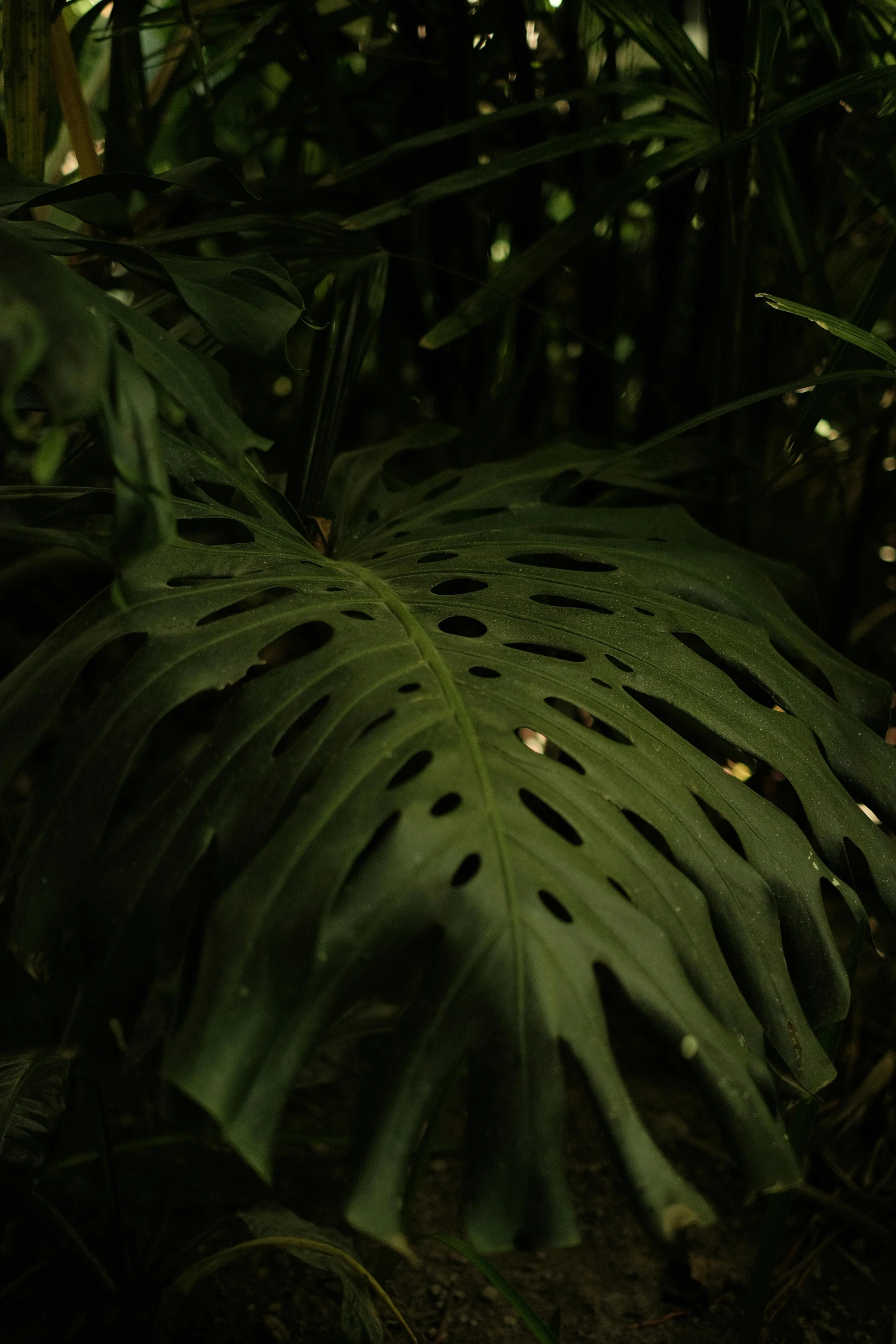 a big leaf in some very thick vegetation