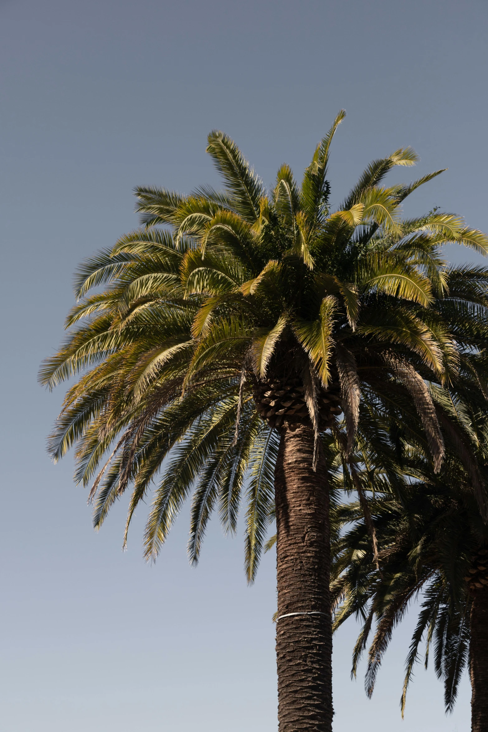 three palm trees with the sky and a building behind them