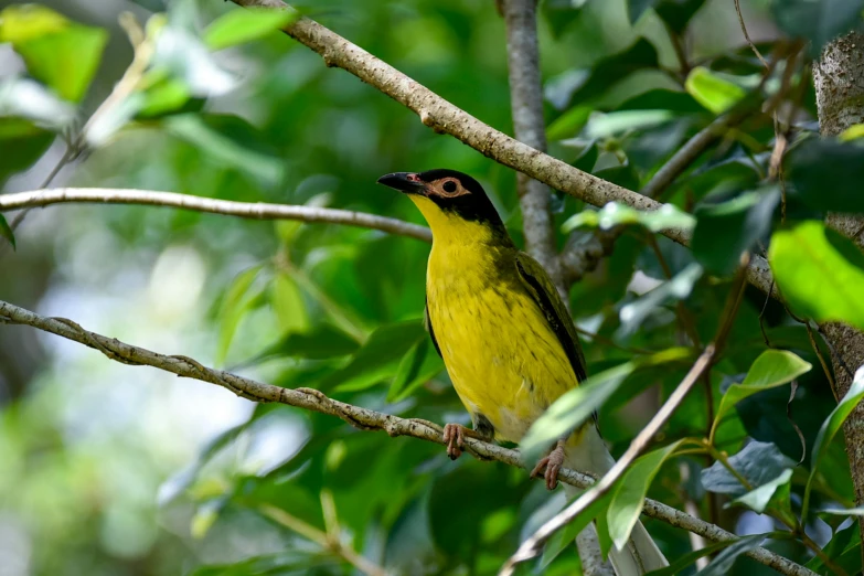 a bright yellow bird perched on the limb of a tree