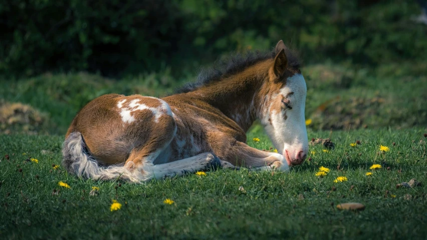 a horse laying on the ground in a field