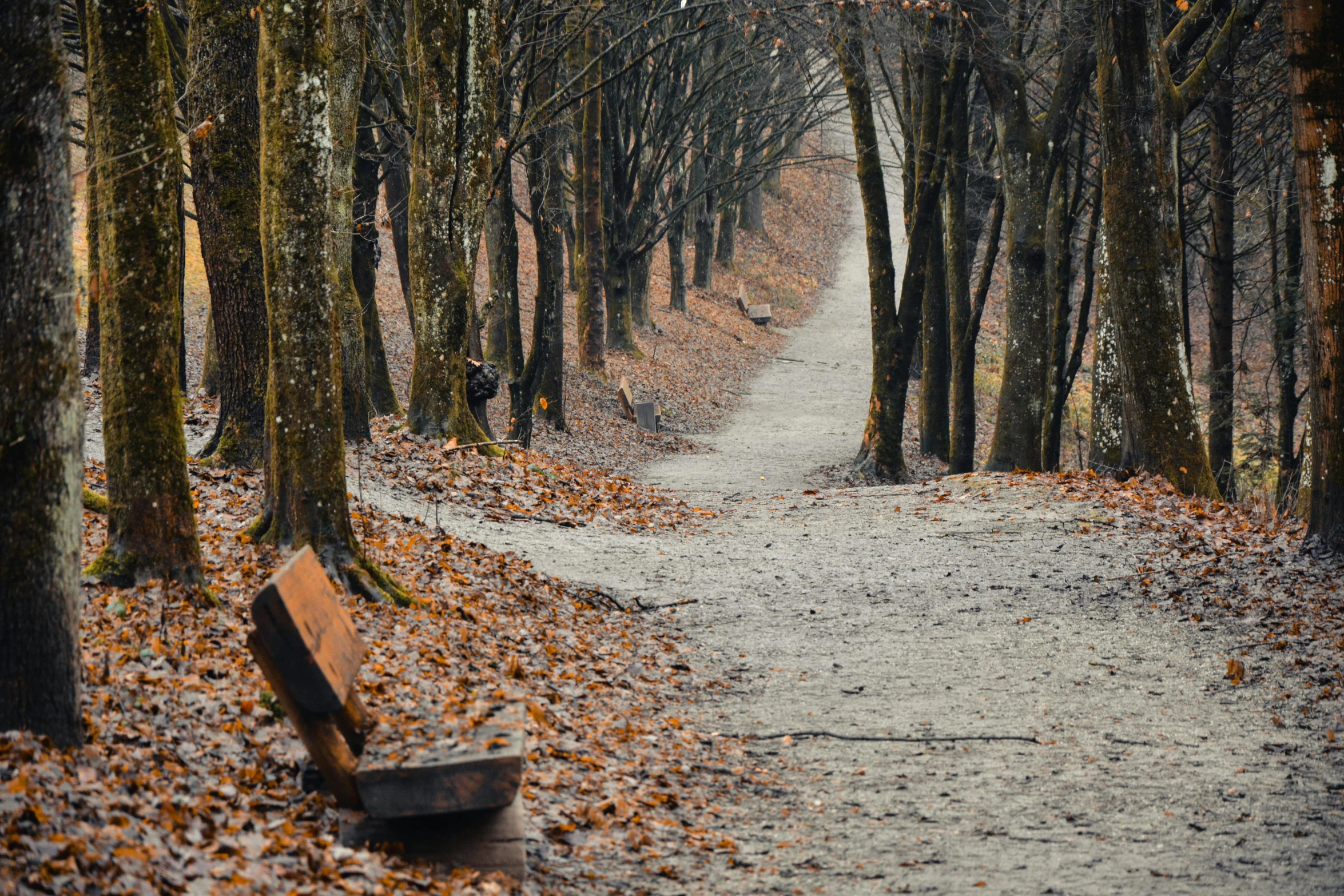 a bench sitting in the middle of a leaf covered path