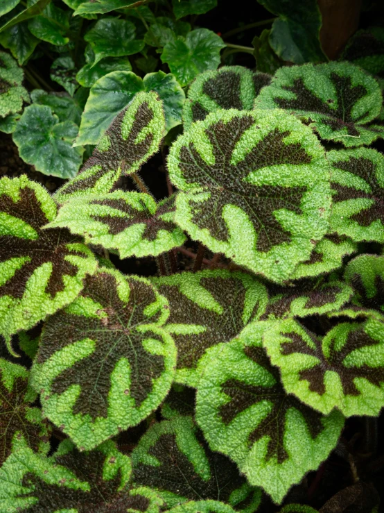 green and black leaves that are growing next to each other