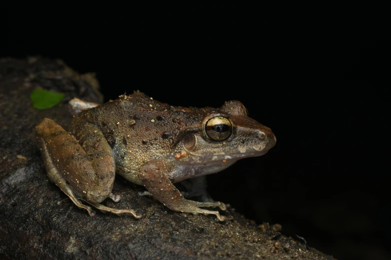 a frog is standing on a rock looking into the camera