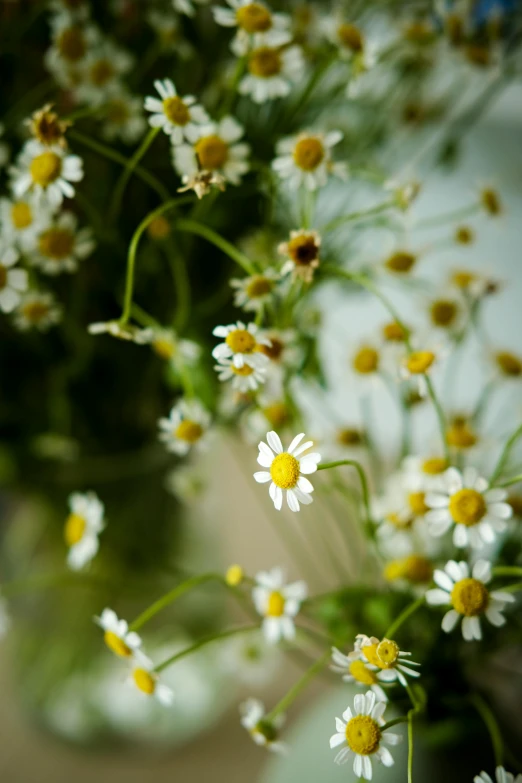 flowers are arranged in a vase on a table