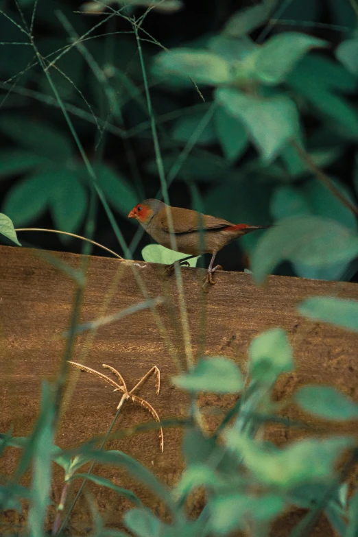 small bird sitting on a tree stump in the jungle