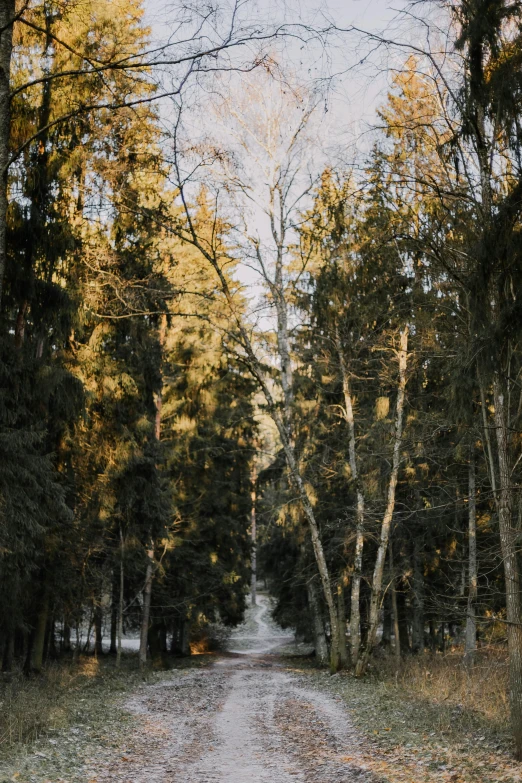 a path leads through a forest with lots of tall trees