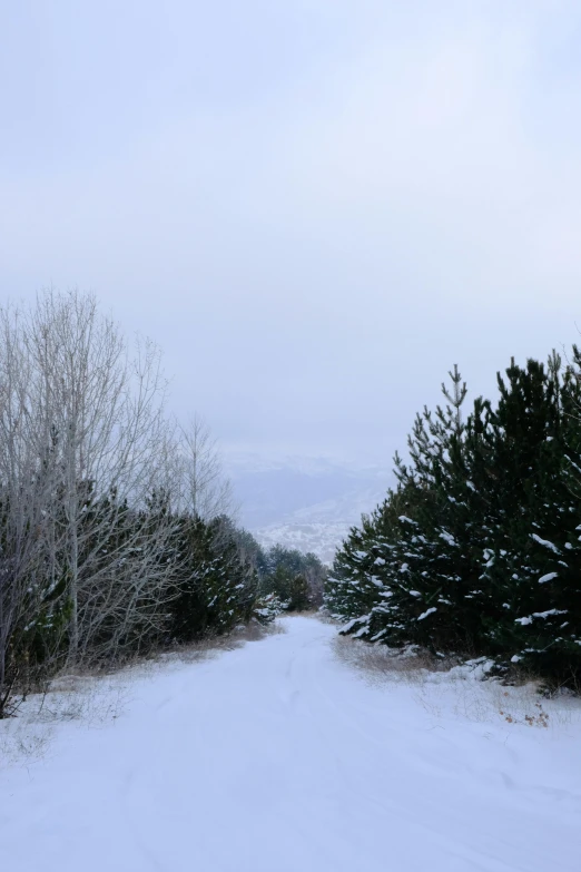 a road surrounded by snowy trees in the winter