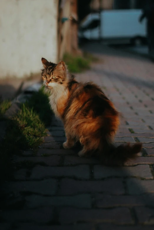 there is a cat sitting on a sidewalk