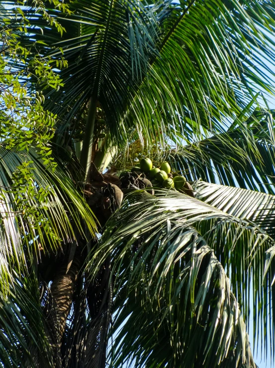 an image of a coconut tree with some bananas on it