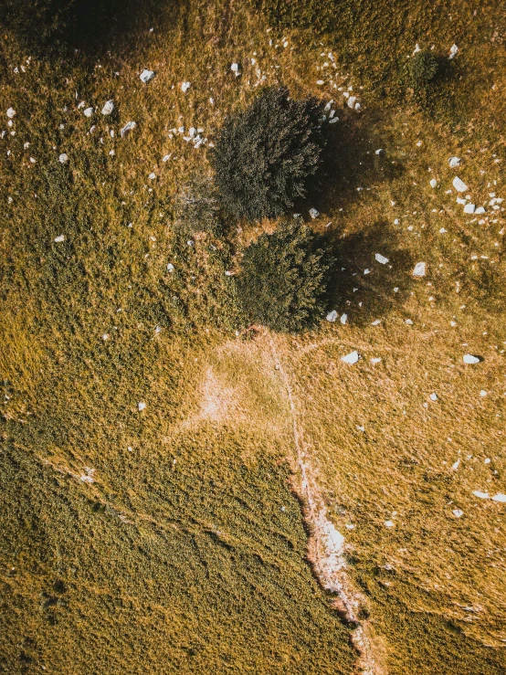 birds all over a sandy area covered in grass